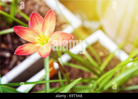 Bel colore giallo di polline e fiore rosa con la luce del sole di zephyranthes rosea nel vaso bianco Foto Stock