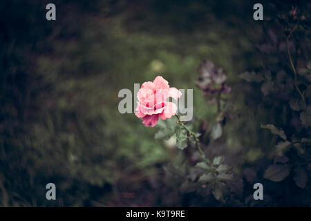 Unica rosa rosa su un naturale sfondo sfocato tonica (foto) Foto Stock