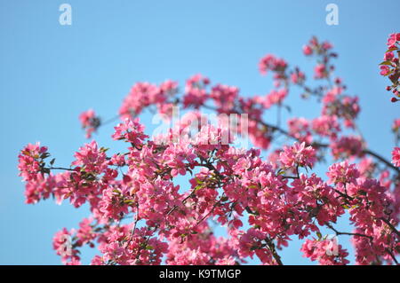 Fioritura rosa luminoso selvatica crab apple i rami degli alberi contro il cielo blu chiaro con copia spazio - molla stagionali dell'immagine. Molla di sfondo a tema Foto Stock