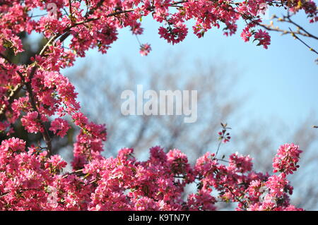 Fioritura rosa luminoso selvatica crab apple i rami degli alberi contro il cielo blu chiaro con copia spazio - molla stagionali dell'immagine. Molla di sfondo a tema Foto Stock