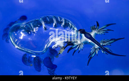 Queste specie pelagiche nudibranchi mangiare l'uomo-o-guerra medusa Foto Stock