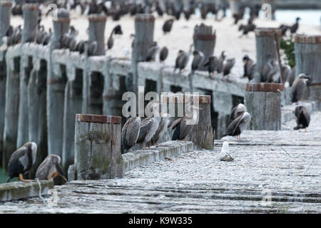 Decine di uccelli di mare seduto su di un molo in disuso in Oamaru, sull'Isola Sud della Nuova Zelanda Foto Stock