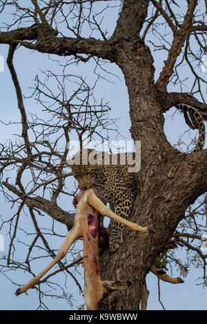 Leopard mangiare Foto Stock