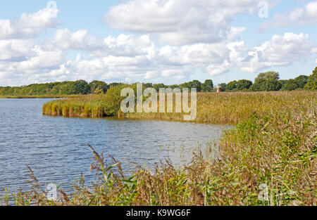 Una vista su canneti verso la ex hickling ampio mulino di drenaggio nel parco nazionale di Broads a hickling, Norfolk, Inghilterra, Regno Unito. Foto Stock