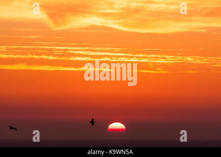 Inghilterra, Broadstairs. Sunrise oltre l'orizzonte oltre la Manica. Close up. Due gabbiani volare sull'orizzonte. Orange sky, sun metà risorto. Foto Stock