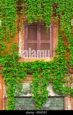 Finestra sul vecchio edificio in Roma, coperta da edera. Foto Stock