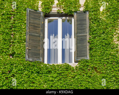 Finestra sul vecchio edificio in Roma, coperta da edera. Foto Stock