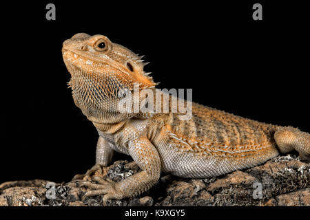 Tre quarti di profilo ritratto di un drago barbuto su un log guardando a sinistra impostare contro uno sfondo nero Foto Stock