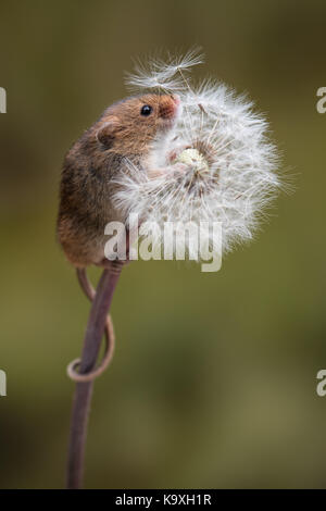 Una piena lunghezza Ritratto di un raccolto mouse salendo su un orologio di tarassaco con coda avvolta attorno allo stelo Foto Stock