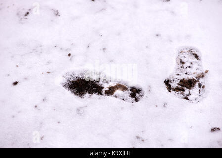 Orme nella neve bianca terra coperta Foto Stock