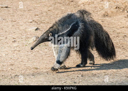 Giant anteater / ant bear (myrmecophaga tridactyla) insectivore nativi di america centrale e America del sud Foto Stock