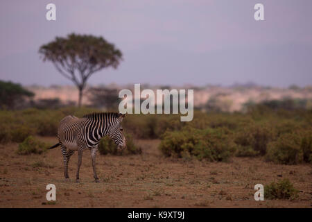 Egli grévy's zebra (Equus grevyi), noto anche come la zebra imperiale nel samburu Foto Stock