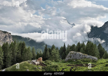 Le Dolomiti, Italia settentrionale. Una mucca che pascolano nella belli alpeggi della Val Fiorentina, sotto il Pelmo Foto Stock