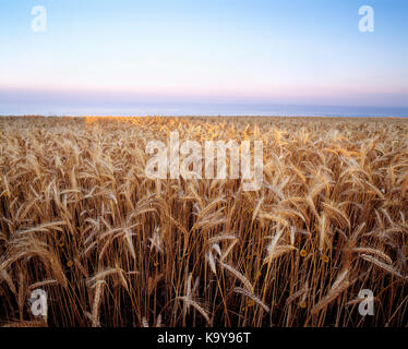 Guernsey. Sark. Campo di grano maturo raccolto dal mare. Foto Stock