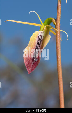 Linguetta grande Orchid. Foto Stock