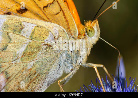 Farfalla che si alimenta su un fiore nel Parco Naturale Ucka Foto Stock