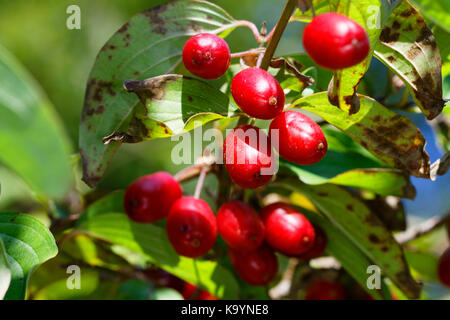 Frutto maturo di cornus mas, chiamato ciliegio Corneliano, cornel europeo o dogwood di ciliegio Corneliano Foto Stock