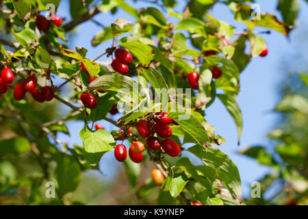 Frutto maturo di cornus mas, chiamato ciliegio Corneliano, cornel europeo o dogwood di ciliegio Corneliano Foto Stock