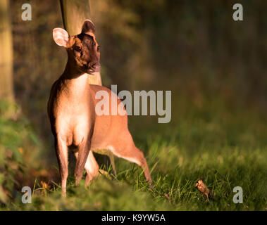 Femmina Muntjac deer (Muntiacus reevesi) sul bordo del Warwickshire bosco in golden tenera luce del sole di mattina Foto Stock