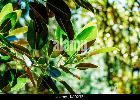 Verde platypoda ficus foglie di albero Foto Stock