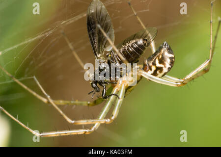 La filatura Web UK spider Linyphia triangularis con femmina catturata fly, specie Bibio, preda Foto Stock