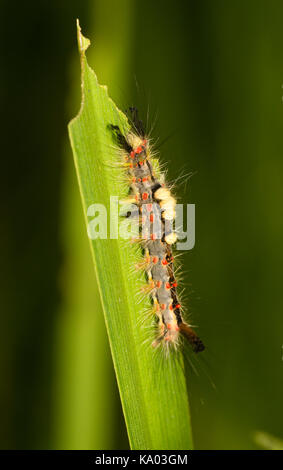 Giallo forma tufted della caterpillar DEL REGNO UNITO Vaporer nativo di Tarma, Orgyia antiqua Foto Stock