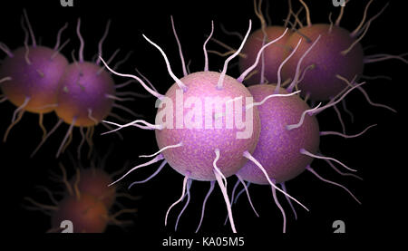 Neisseria gonorrhoeae, batterio responsabile per le infezioni trasmesse per via sessuale gonorrea. 3d illustrazione Foto Stock