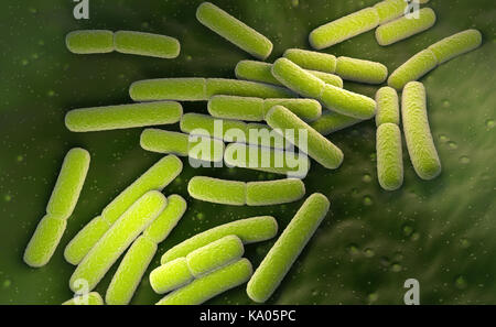 E. coli. batteri Escherichia coli cellule. 3d illustrazione Foto Stock