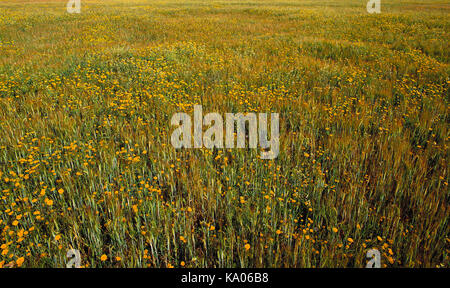 Guernsey. Sark. Close up di erba di prato con fiori selvatici. Foto Stock