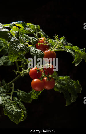 La coltivazione del pomodoro. Pomodori maturi nell'orto. Foto Stock