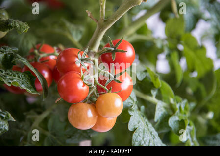 La coltivazione del pomodoro. Pomodori maturi nell'orto. Foto Stock