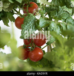 La coltivazione del pomodoro. Pomodori maturi nell'orto. Foto Stock