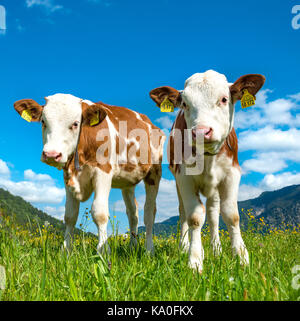 Due giovani vitelli (Bos primigenius taurus) inquisitively permanente su un pascolo alpino, Alta Baviera, Baviera, Germania Foto Stock