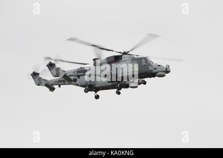 Zz375 e zz535, due agustawestland wildcat hma.2s gestito dalla Royal Navy elicottero del team di visualizzazione, i gatti neri, ad est di fortuna. Foto Stock