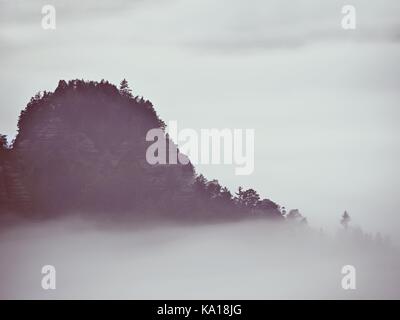 Spelato nebbia colorati. Foresta estate dopo forti notte piovosa. treetops è aumentato da una fitta nebbia e lo strippaggio di inversione. Foto Stock