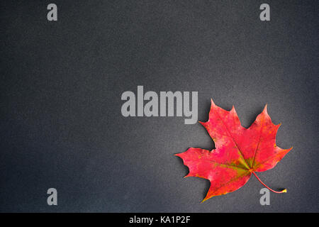 Red maple leaf su sfondo nero. Foto Stock