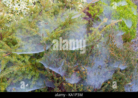 Coperti di rugiada ragnatele su una miscela di fioritura invernale eriche e ornamentali in Porcellana di Limoges Foto Stock