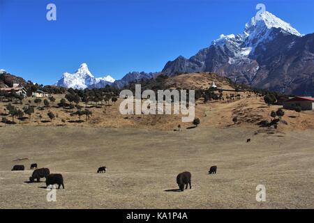 Trekking in Himalaya Foto Stock