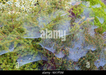 Coperti di rugiada ragnatele su una miscela di fioritura invernale eriche e ornamentali in Porcellana di Limoges Foto Stock