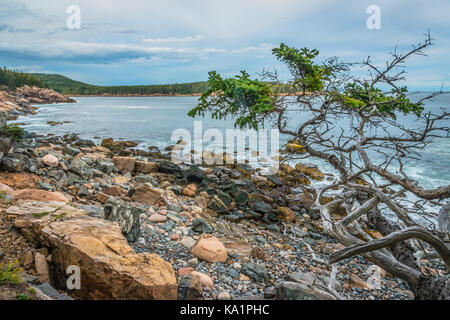 Spiaggia rocciosa Shore con albero in primo piano e oceano Foto Stock