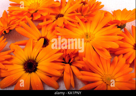 Primo piano di arancio fiori di calendula ripresa dall'alto. La foto in orizzontale da un angolo alto. poche gocce di pioggia su petali. Foto Stock