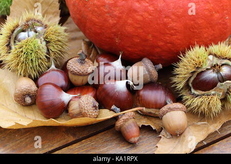 Le castagne, sansa, rovere, la zucca e le foglie morte dopo il raccolto nella foresta durante l'autunno Foto Stock