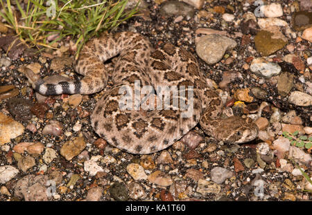 Rattlesnake (Crotalus atrox) con supporto a diamanti occidentali dalla contea di Santa Cruz, Arizona, USA. Foto Stock