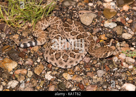 Rattlesnake (Crotalus atrox) con supporto a diamanti occidentali dalla contea di Santa Cruz, Arizona, USA. Foto Stock