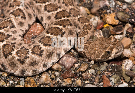 Rattlesnake (Crotalus atrox) con supporto a diamanti occidentali dalla contea di Santa Cruz, Arizona, USA. Foto Stock