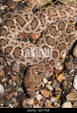 Rattlesnake (Crotalus atrox) con supporto a diamanti occidentali dalla contea di Santa Cruz, Arizona, USA. Foto Stock