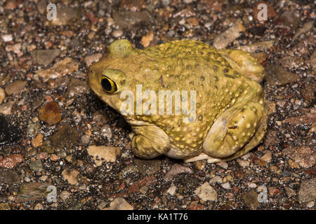 Un adulto di sesso maschile del lettino spadefoot (scaphiopus couchii) da pima county, Arizona, Stati Uniti. Foto Stock