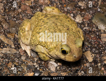Un adulto di sesso maschile del lettino spadefoot (scaphiopus couchii) da pima county, Arizona, Stati Uniti. Foto Stock