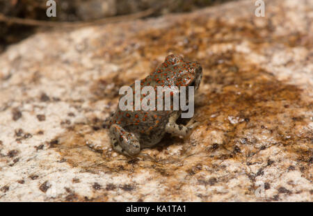 Una recente metamorfosate pezzata di rosso (rospo Anaxyrus punctatus) da Pima County, Arizona, Stati Uniti. Foto Stock