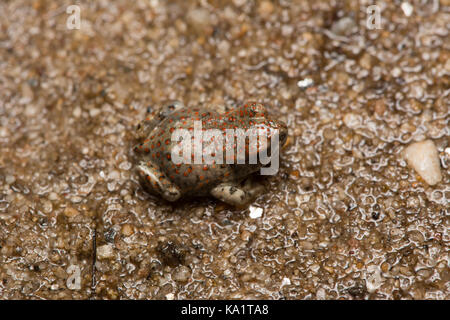 Una recente metamorfosate pezzata di rosso (rospo Anaxyrus punctatus) da Pima County, Arizona, Stati Uniti. Foto Stock